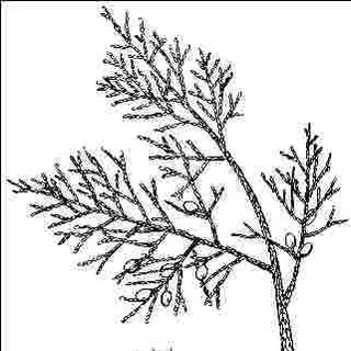thumbnail for publication: Juniperus virginiana 'Elegantissima': 'Elegantissima' Eastern Redcedar